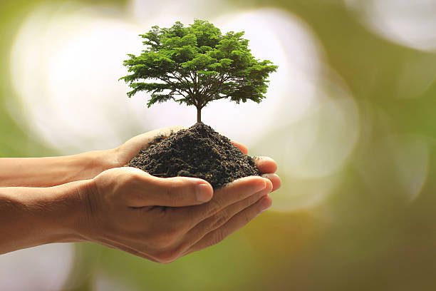 Plantemos un hermoso árbol 🌳 , ayudemos a nuestro planeta , juntos somos más !!!