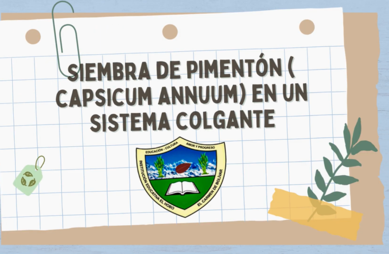 Siembra de Pimentón (Capsicum Annuum) en un sistema colgante.